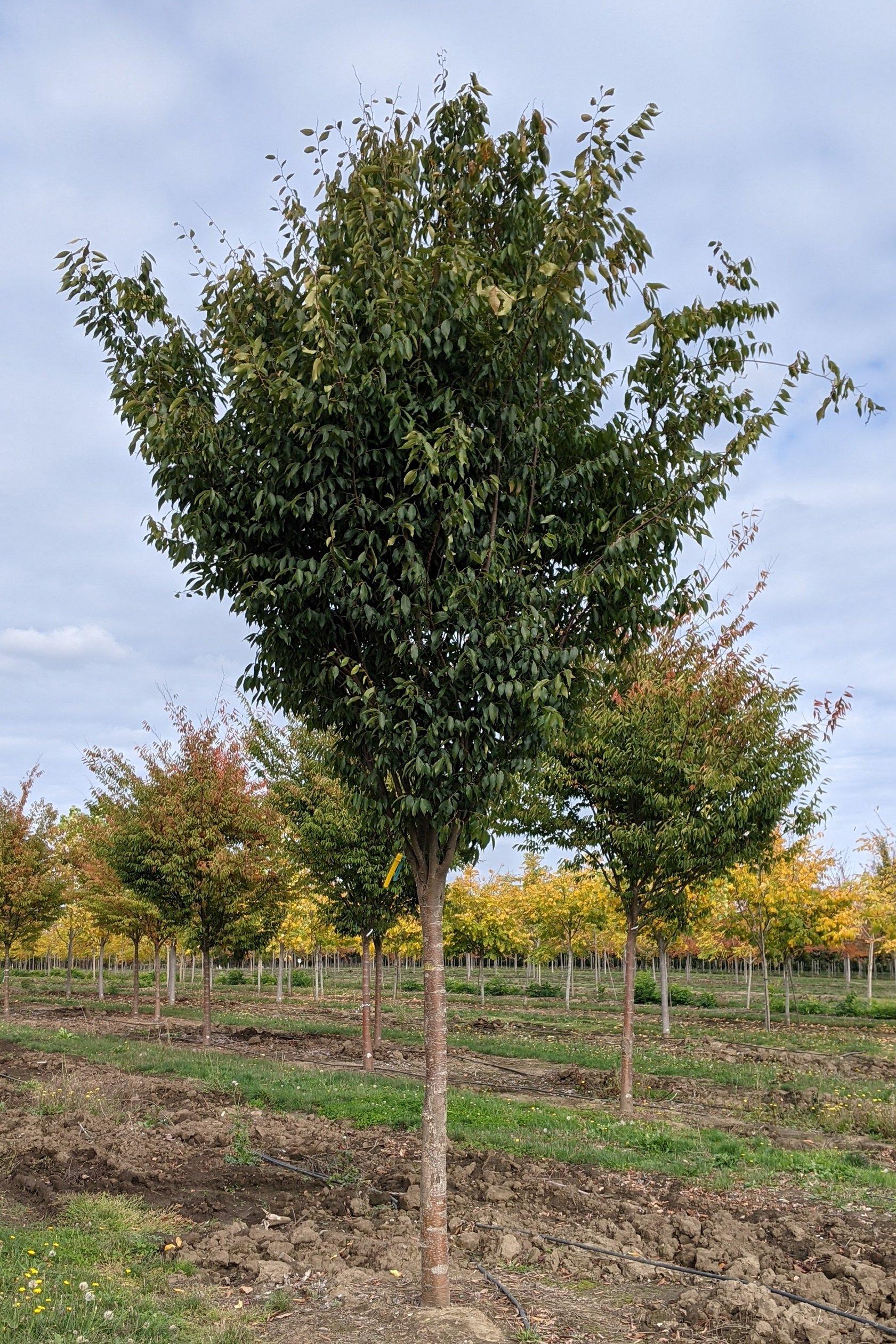 Zelkova Serrata Musashino - View 9 from www redcrocus com