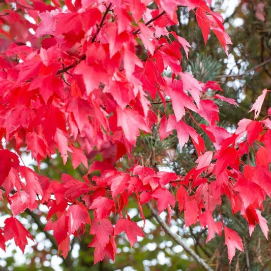 Acer Rubrum Brandywine - View 11 from www redcrocus com