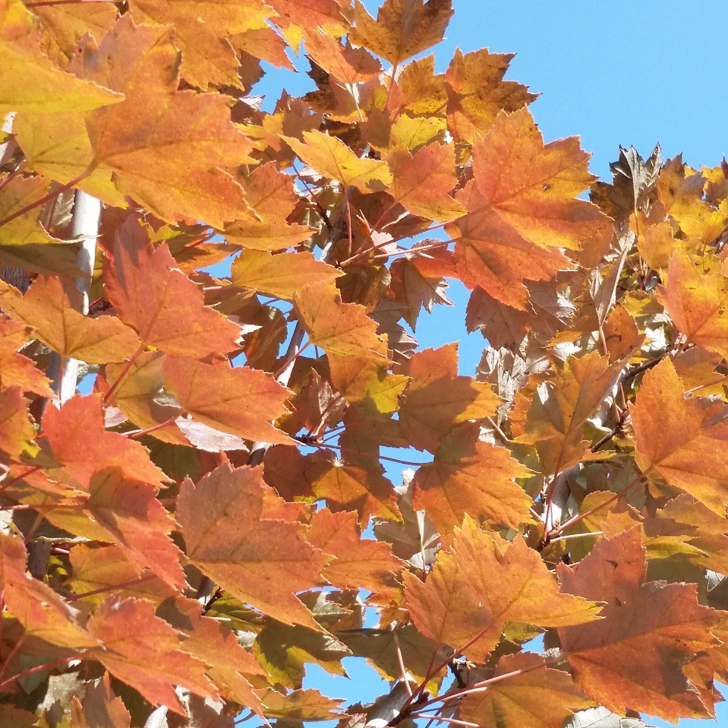 Acer Rubrum Brandywine - View 12 from www redcrocus com
