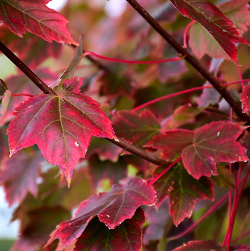 Acer Rubrum Brandywine - View 13 from www redcrocus com