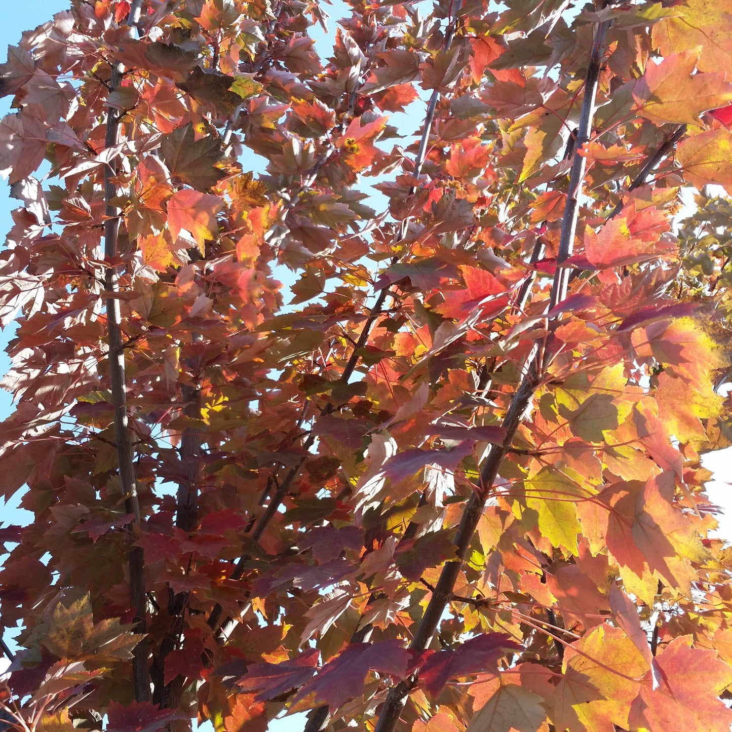 Acer Rubrum Brandywine - View 15 from www redcrocus com