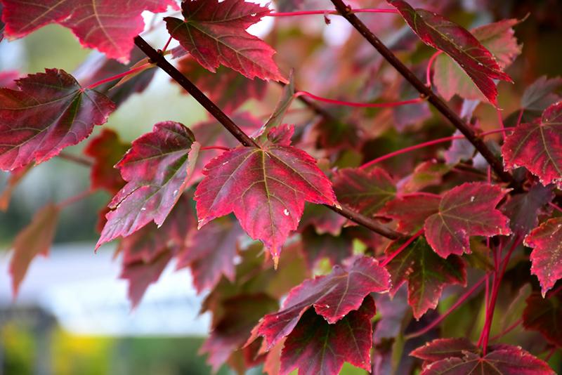 Acer Rubrum Brandywine - View 17 from www redcrocus com