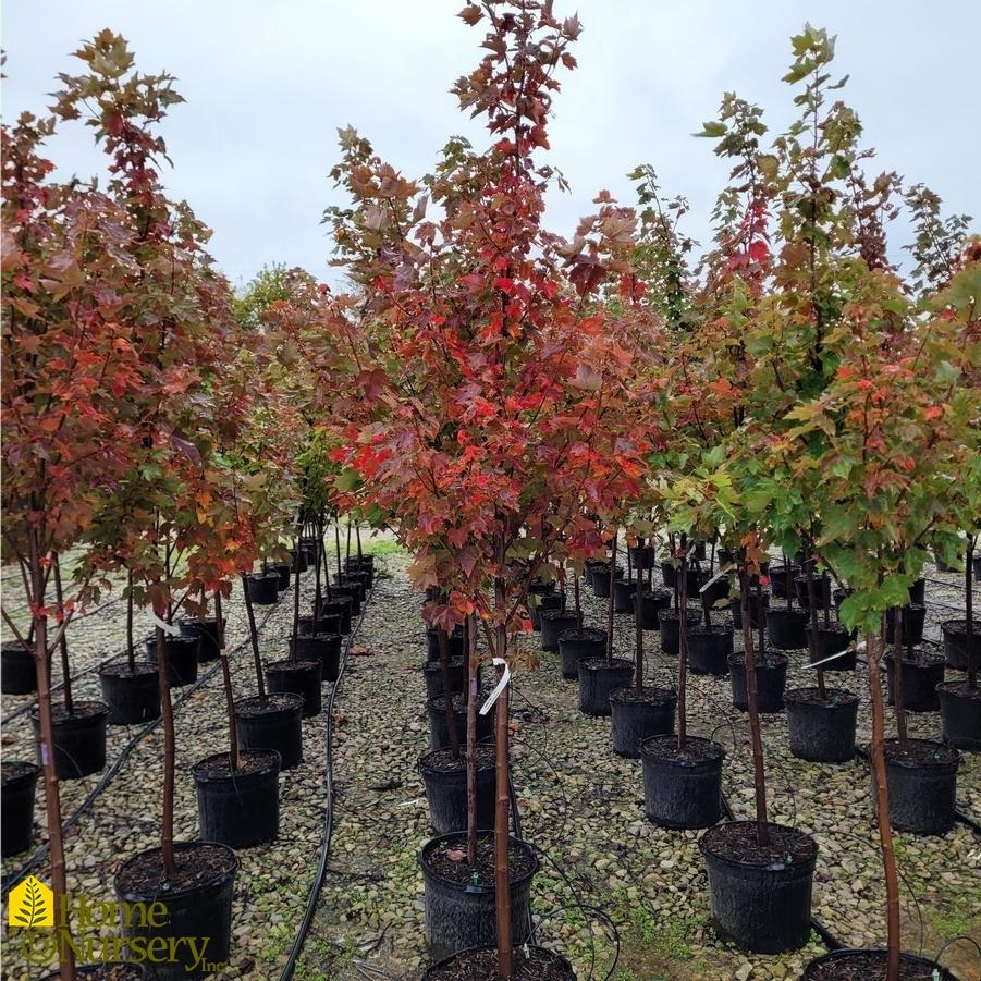 Acer Rubrum Brandywine - View 18 from www redcrocus com