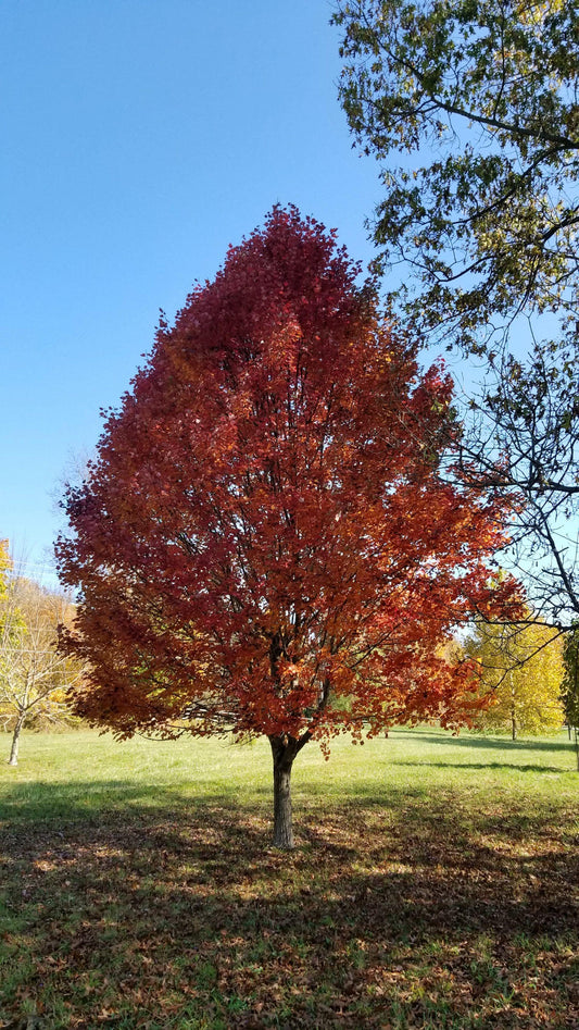Acer Rubrum Brandywine - View 1 from www redcrocus com