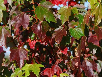 Acer Rubrum Brandywine - View 20 from www redcrocus com