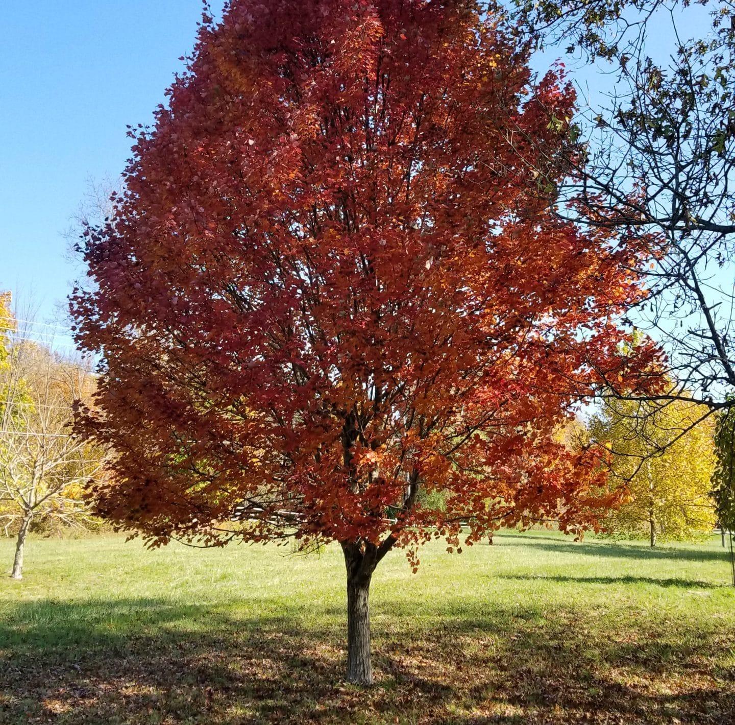 Acer Rubrum Brandywine - View 2 from www redcrocus com