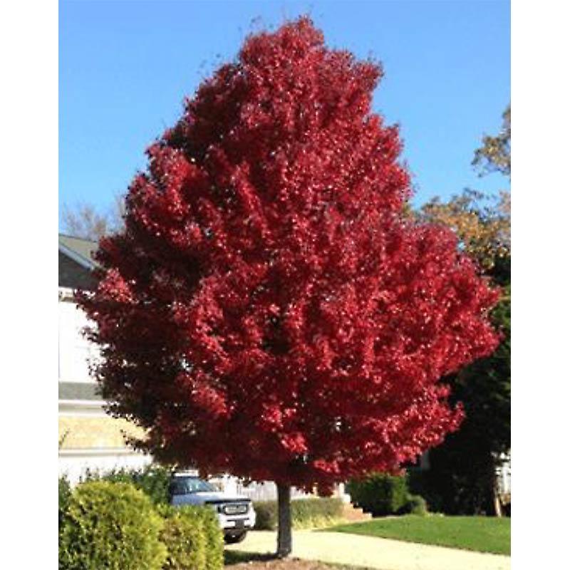 Acer Rubrum Brandywine - View 3 from www redcrocus com