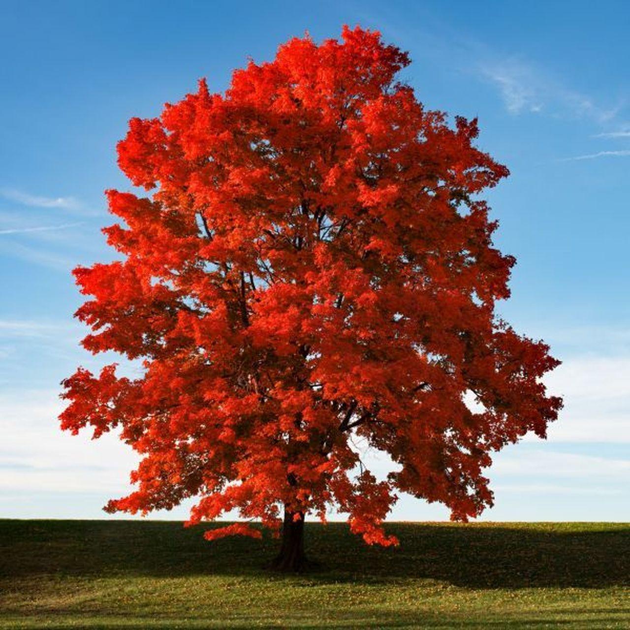 Acer Rubrum Brandywine - View 4 from www redcrocus com