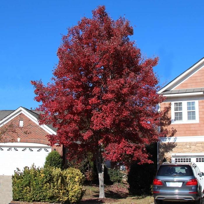 Acer Rubrum Brandywine - View 5 from www redcrocus com