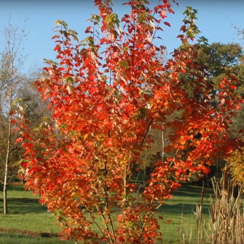 Acer Rubrum Brandywine - View 8 from www redcrocus com