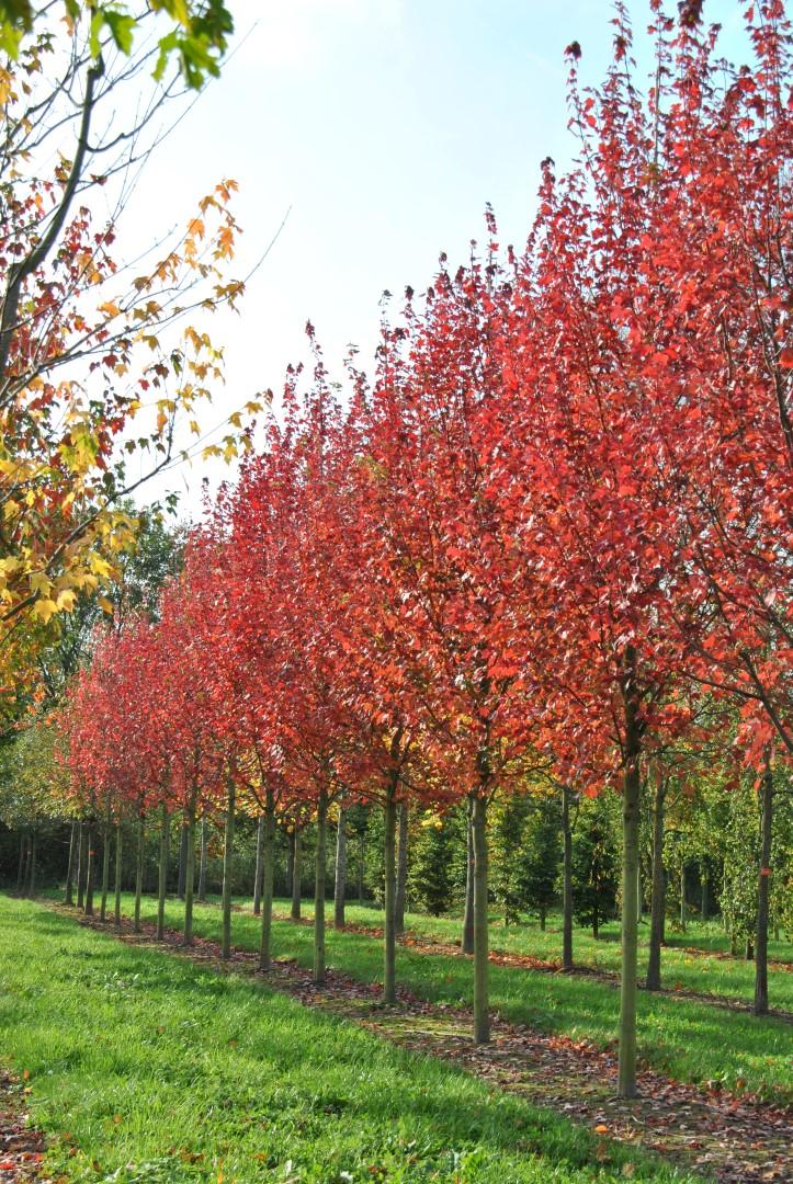 Acer Rubrum Brandywine - View 9 from www redcrocus com