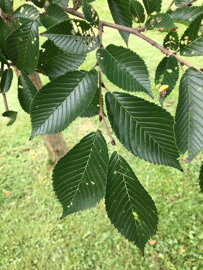 Ulmus Americana Princeton - View 8 from www redcrocus com