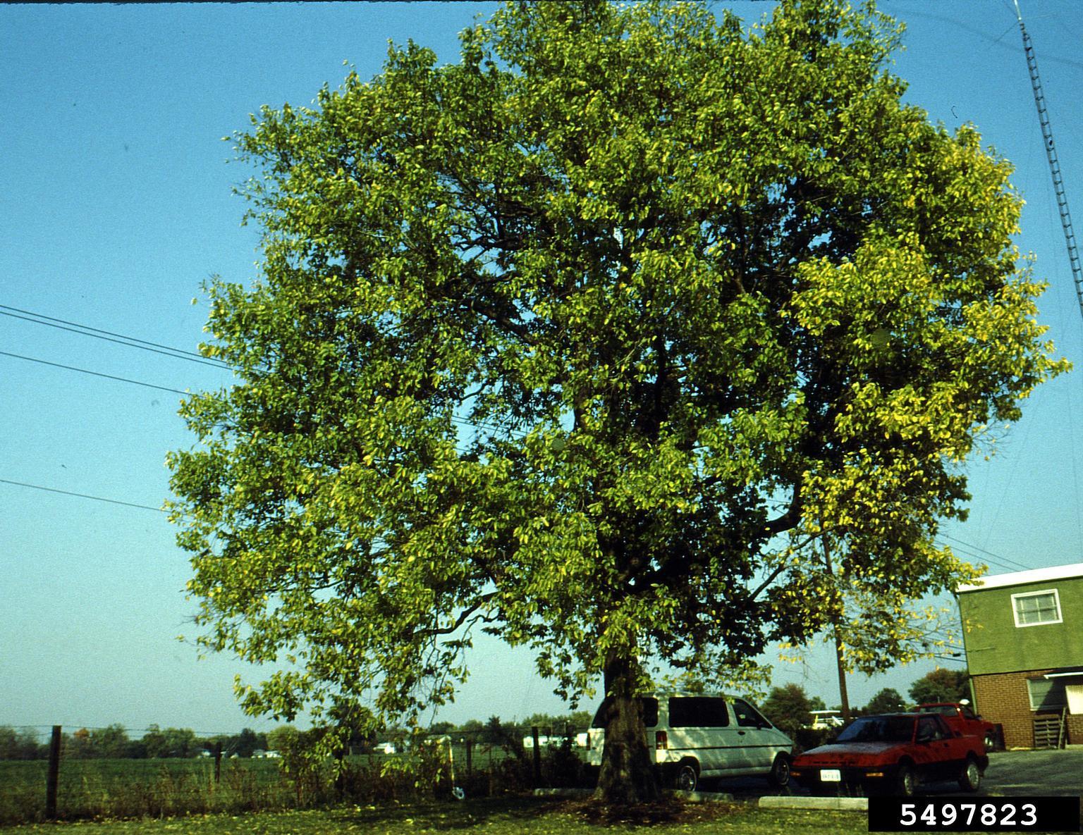 Celtis Occidentalis Hackberry - View 15 from www redcrocus com