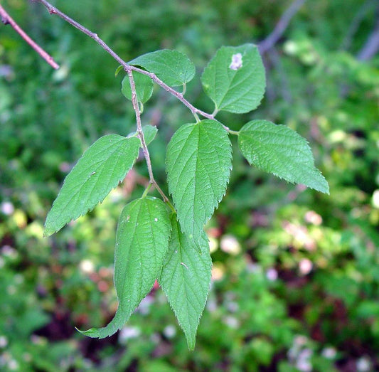 Celtis Occidentalis Hackberry - View 1 from www redcrocus com