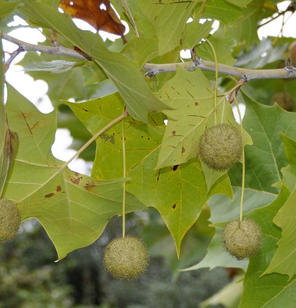Platanus Occidentalis - View 11 from www redcrocus com