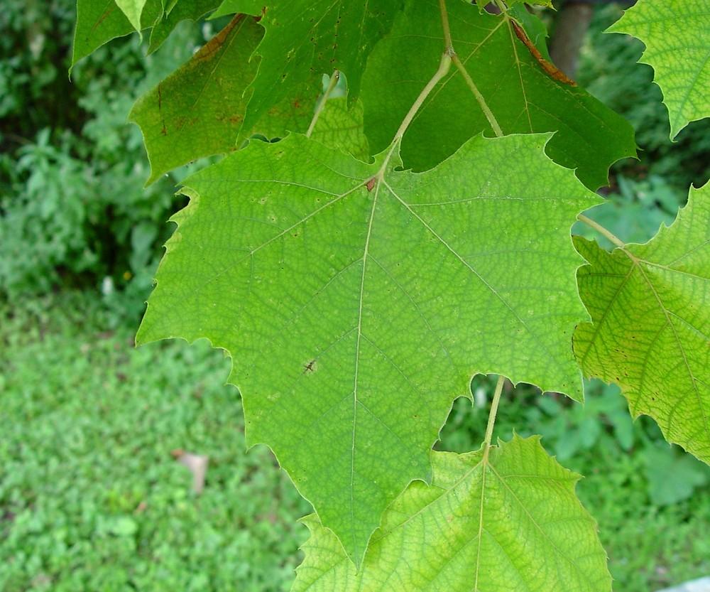 Platanus Occidentalis - View 12 from www redcrocus com