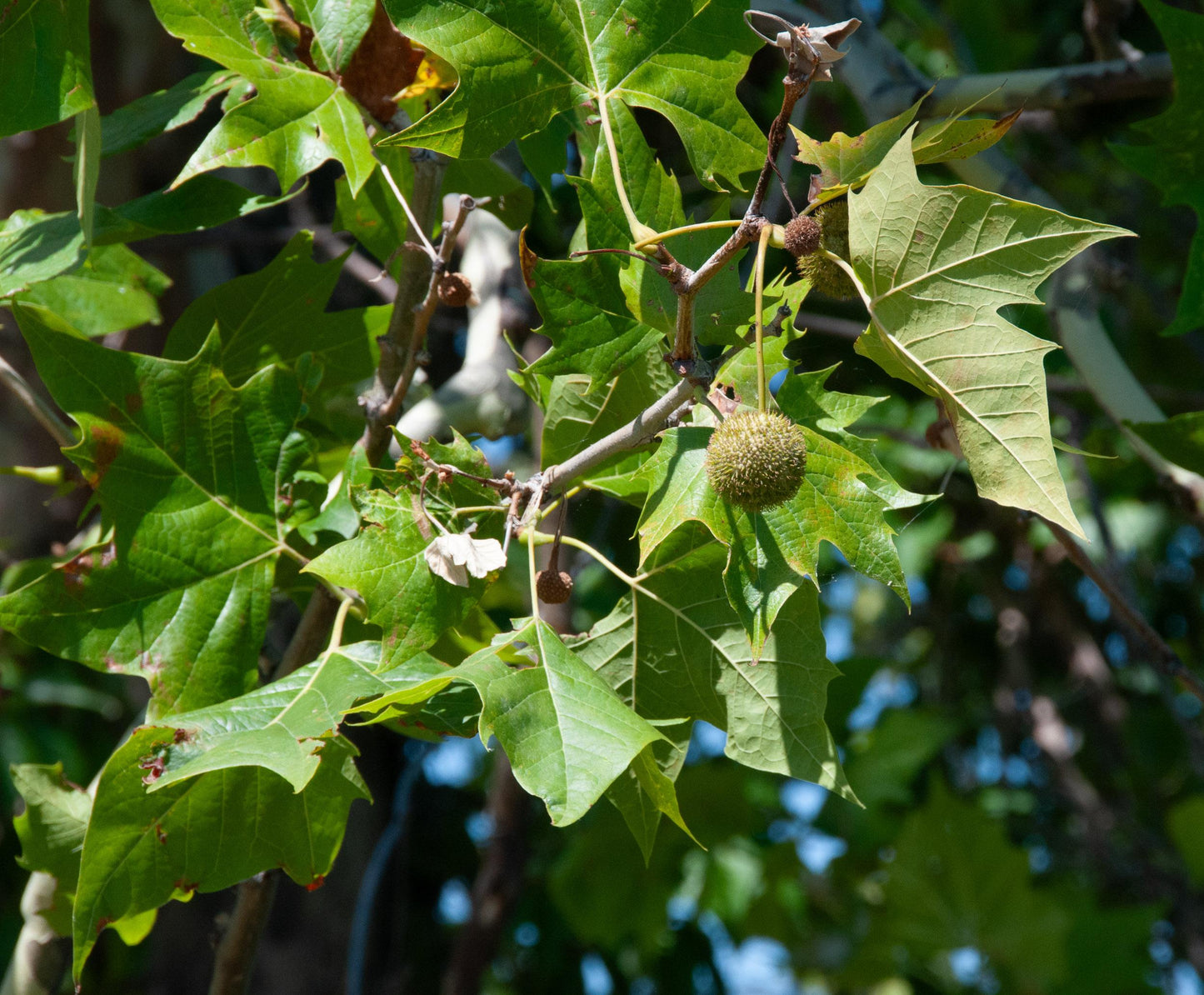 Platanus Occidentalis - View 13 from www redcrocus com