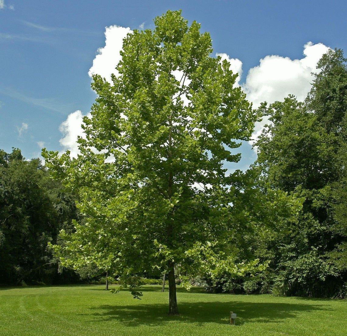 Platanus Occidentalis - View 14 from www redcrocus com