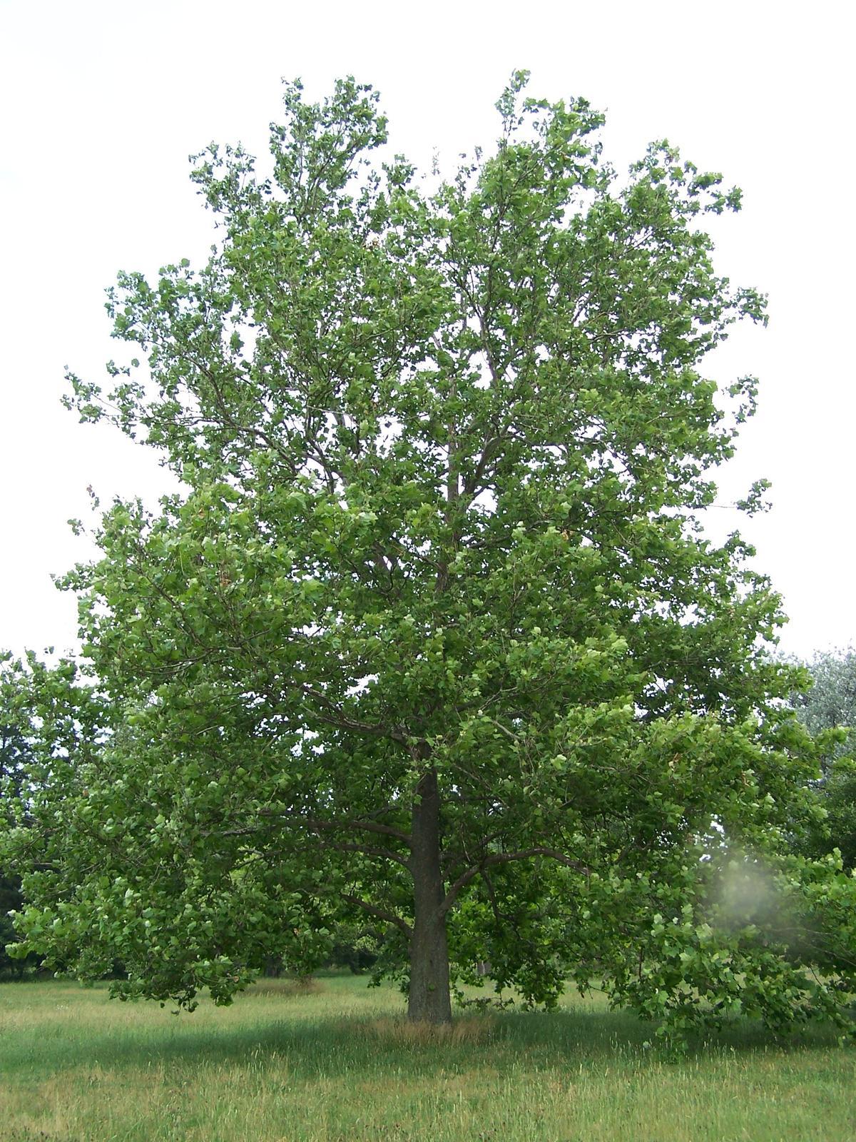 Platanus Occidentalis - View 15 from www redcrocus com