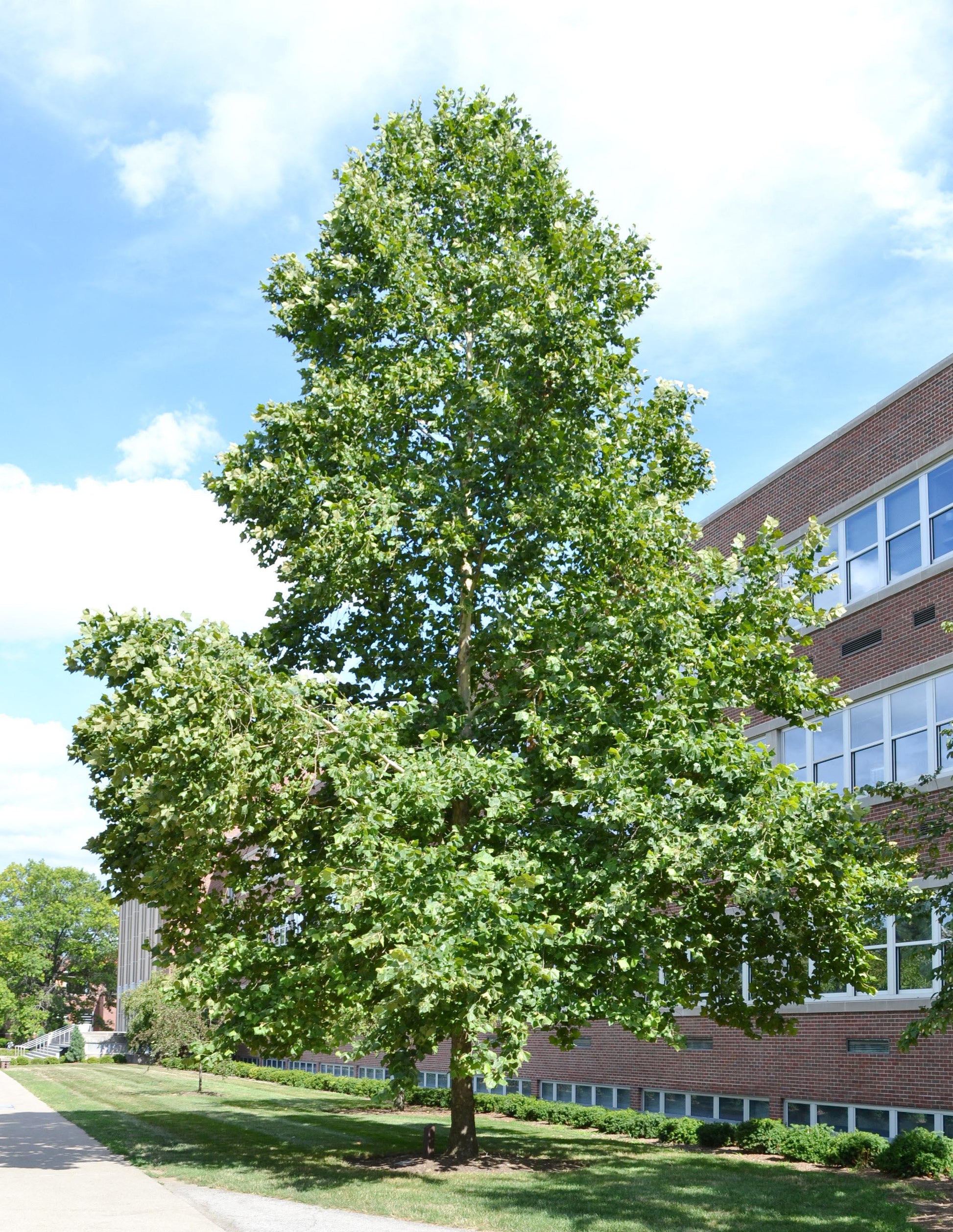 Platanus Occidentalis - View 16 from www redcrocus com