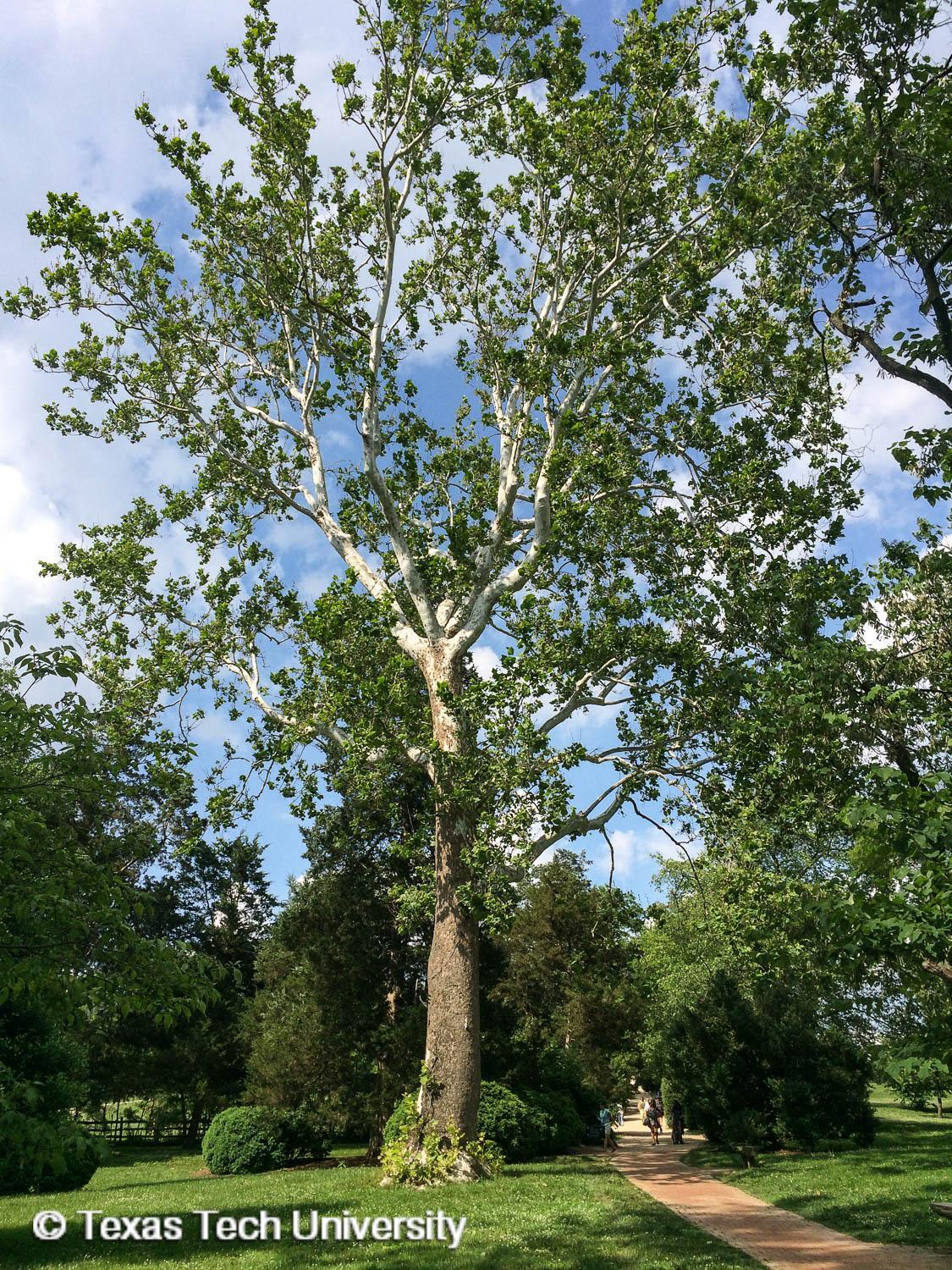 Platanus Occidentalis - View 17 from www redcrocus com