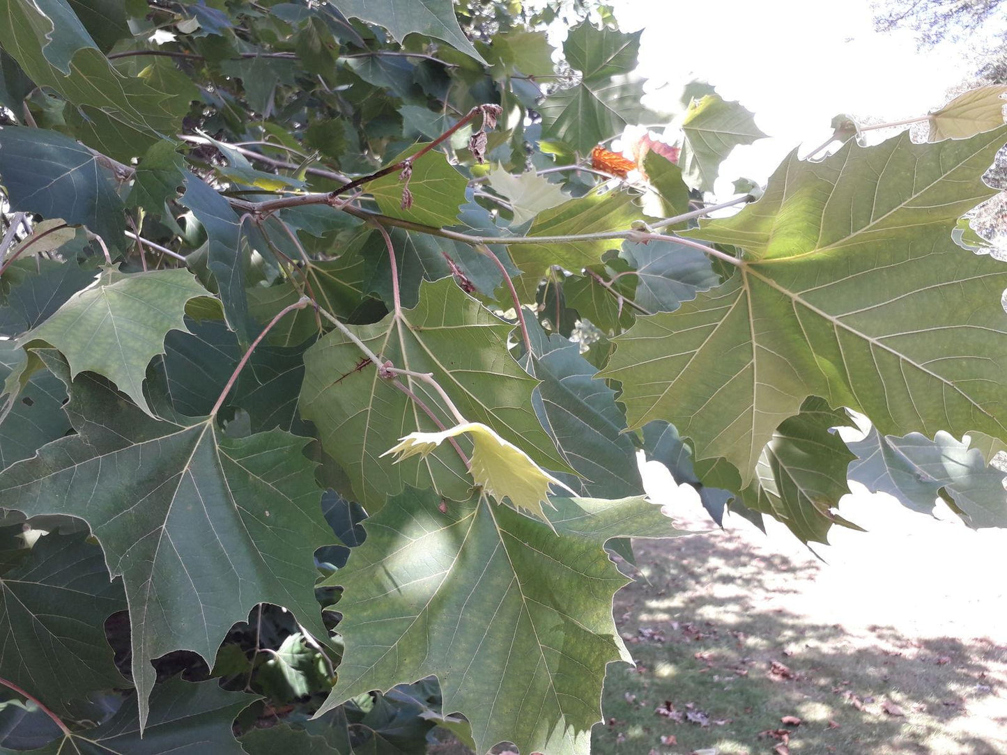 Platanus Occidentalis - View 18 from www redcrocus com