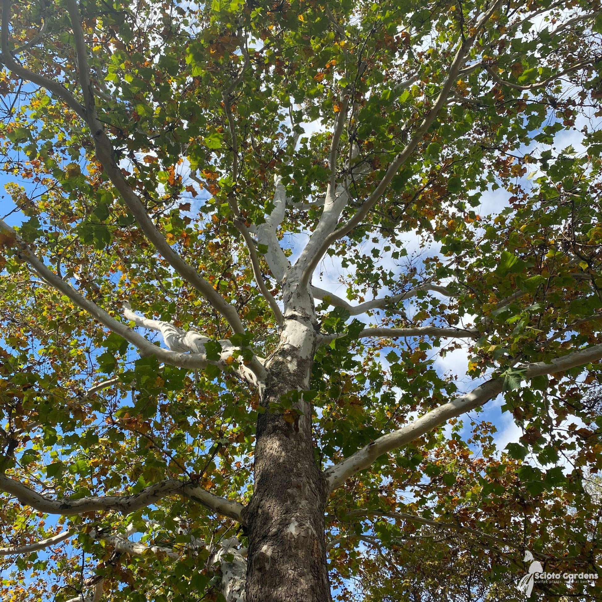 Platanus Occidentalis - View 19 from www redcrocus com
