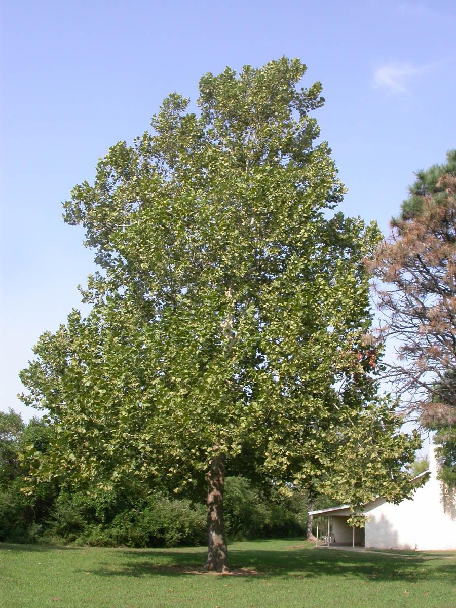 Platanus Occidentalis - View 1 from www redcrocus com