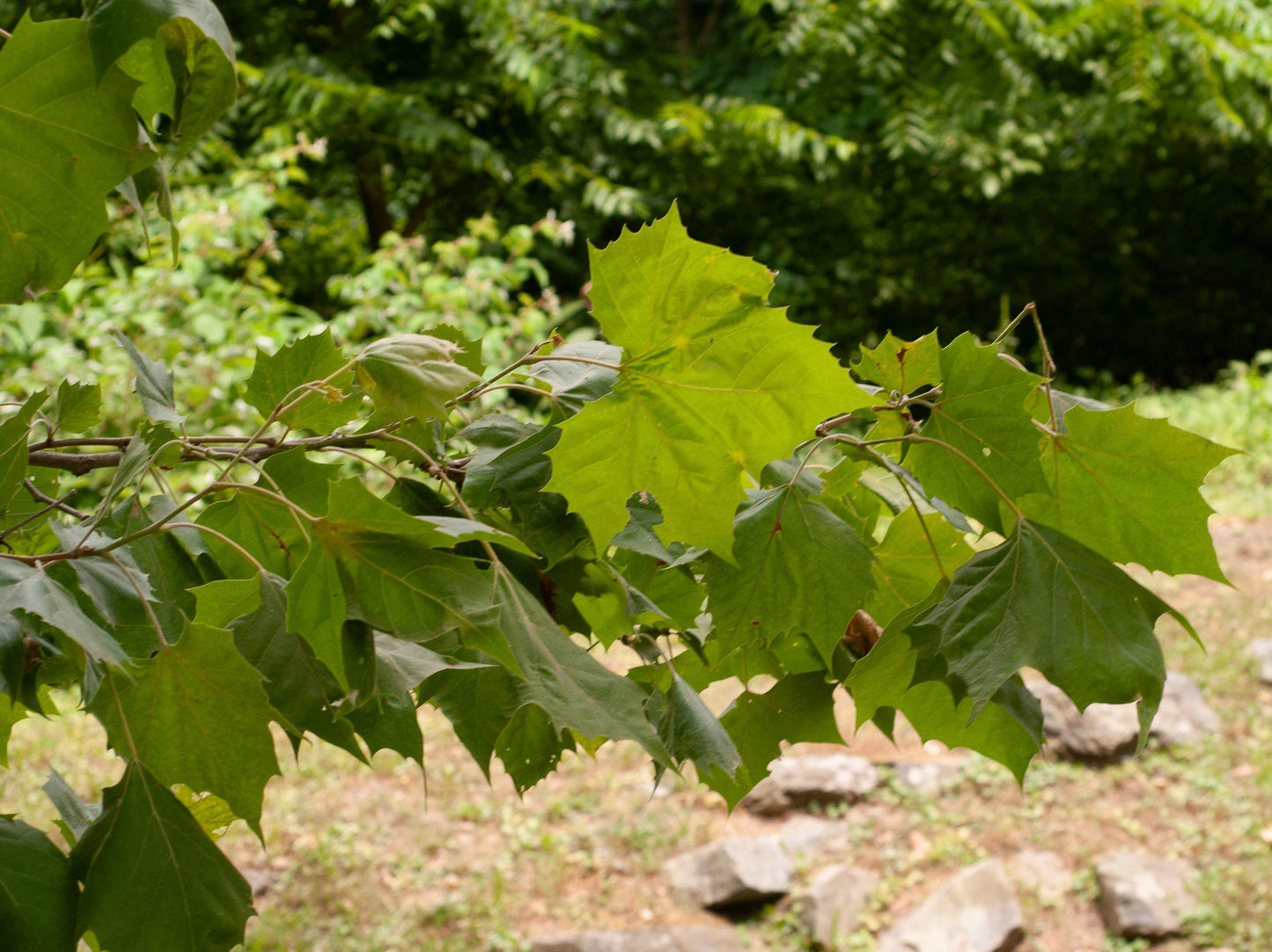 Platanus Occidentalis - View 20 from www redcrocus com