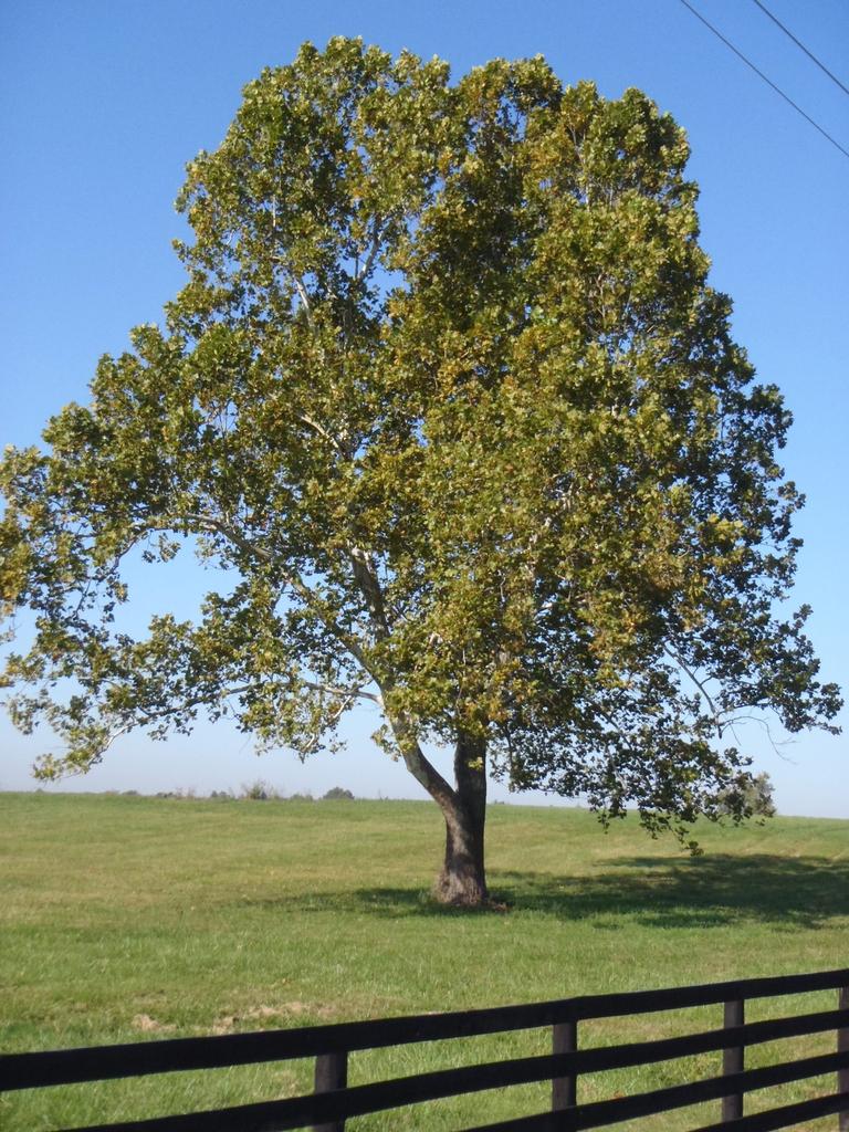 Platanus Occidentalis - View 21 from www redcrocus com