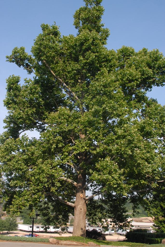 Platanus Occidentalis - View 3 from www redcrocus com