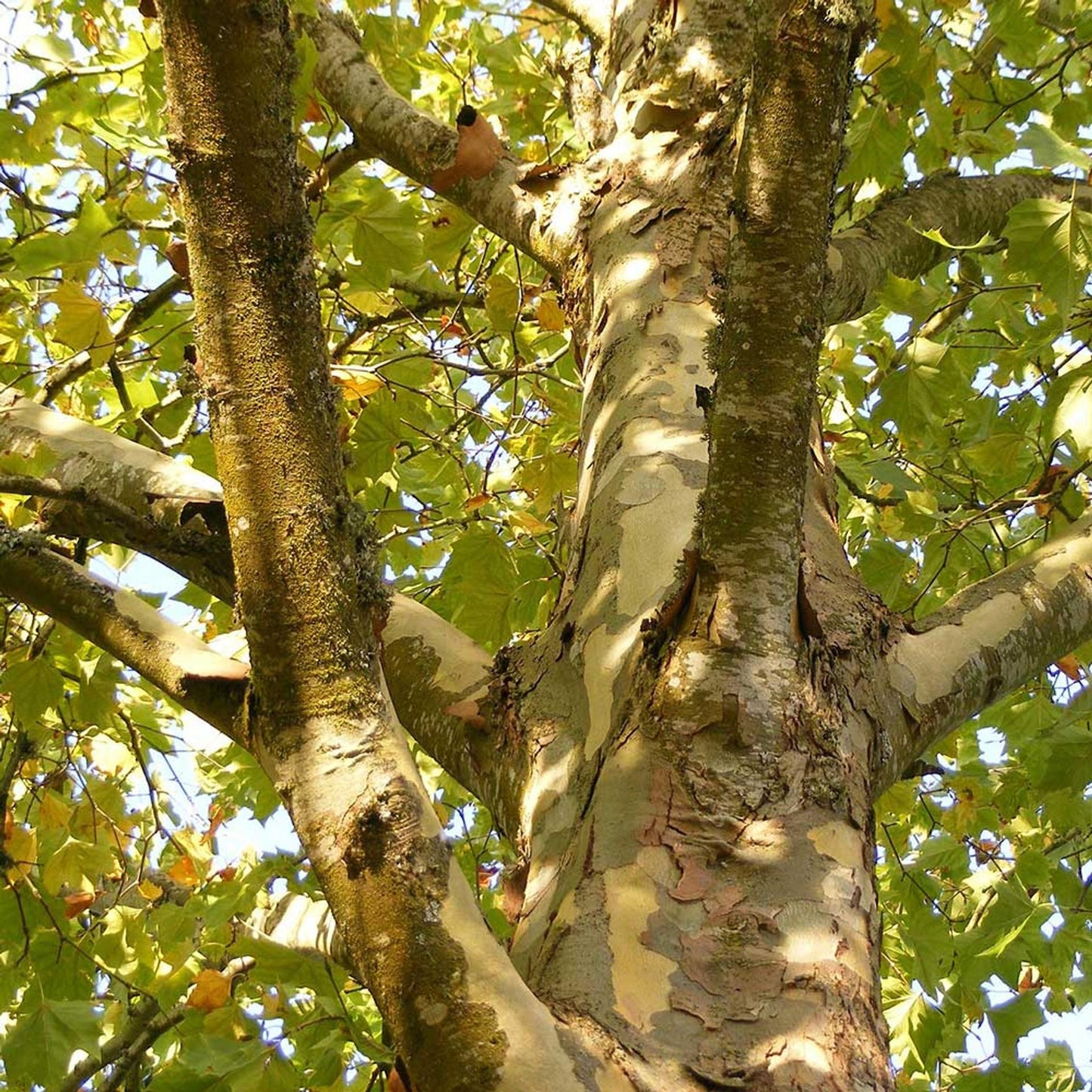 Platanus Occidentalis - View 4 from www redcrocus com