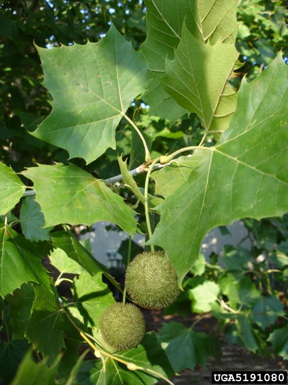 Platanus Occidentalis - View 5 from www redcrocus com