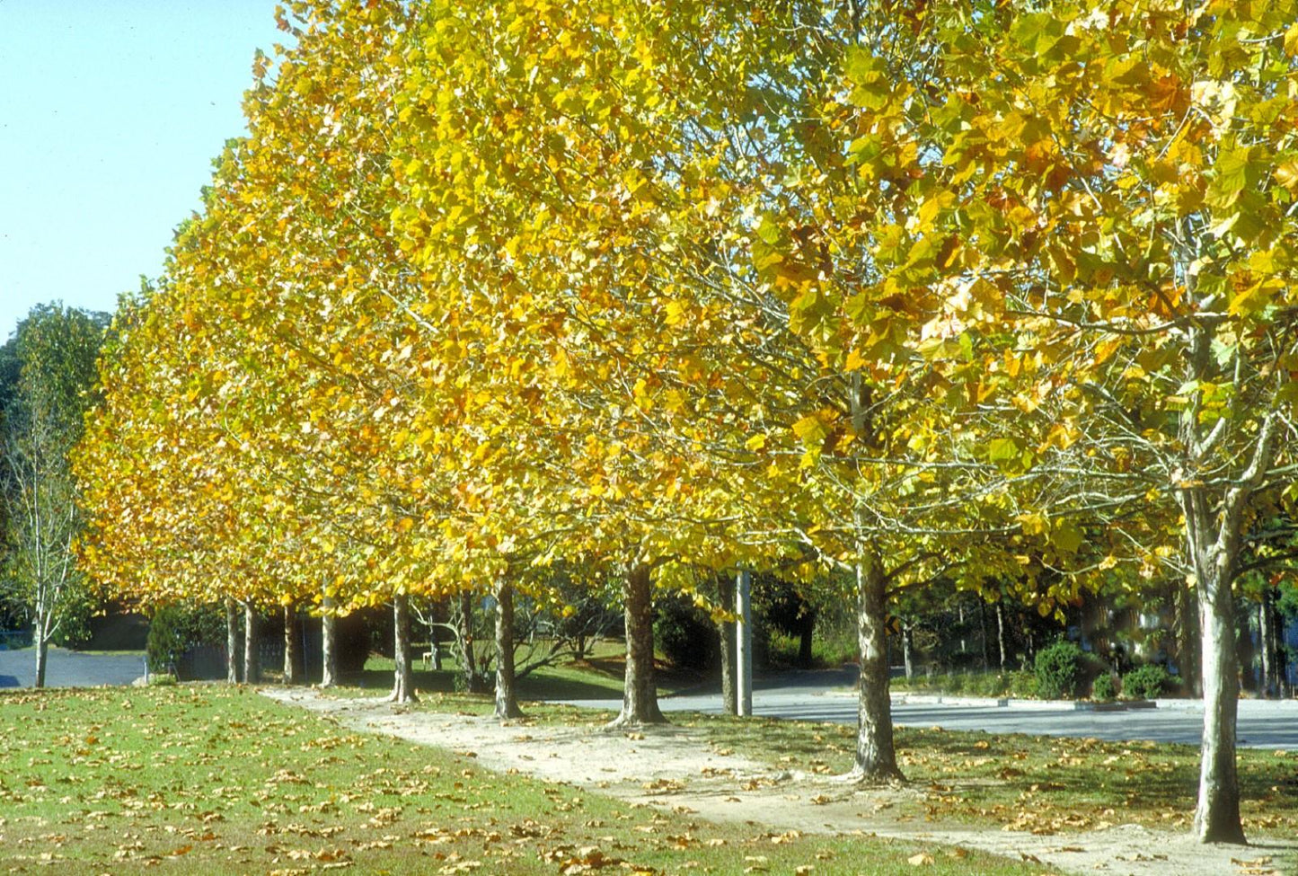 Platanus Occidentalis - View 6 from www redcrocus com