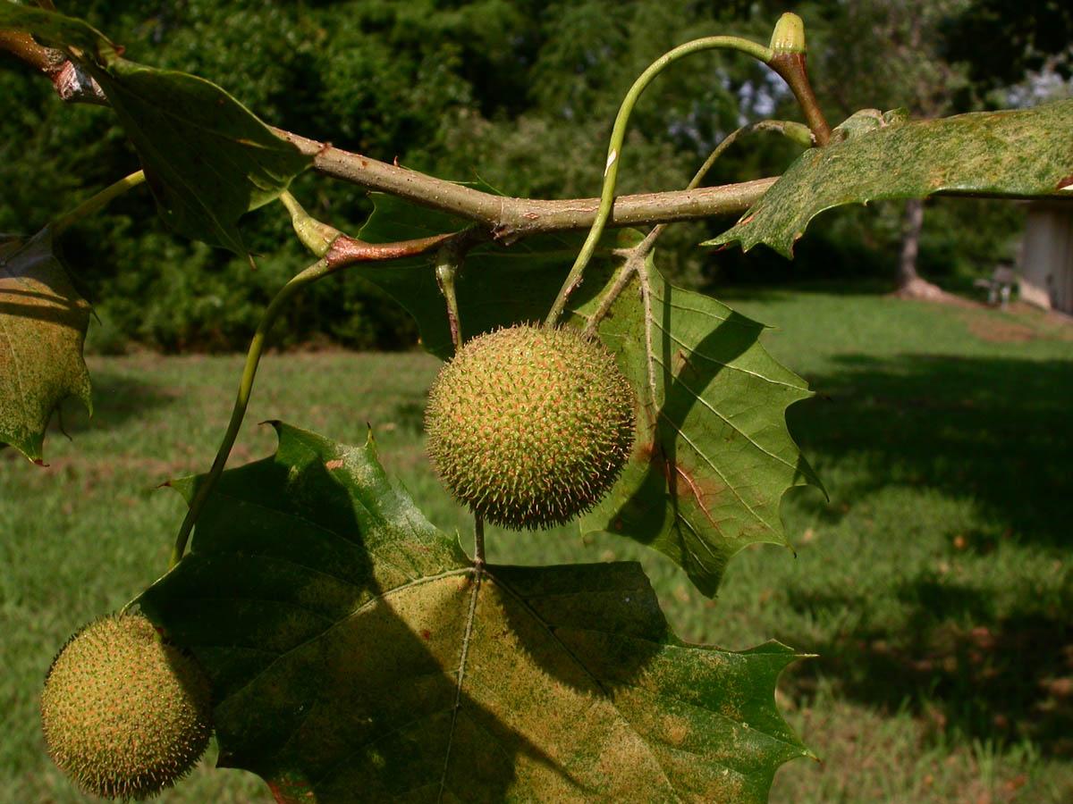 Platanus Occidentalis - View 7 from www redcrocus com