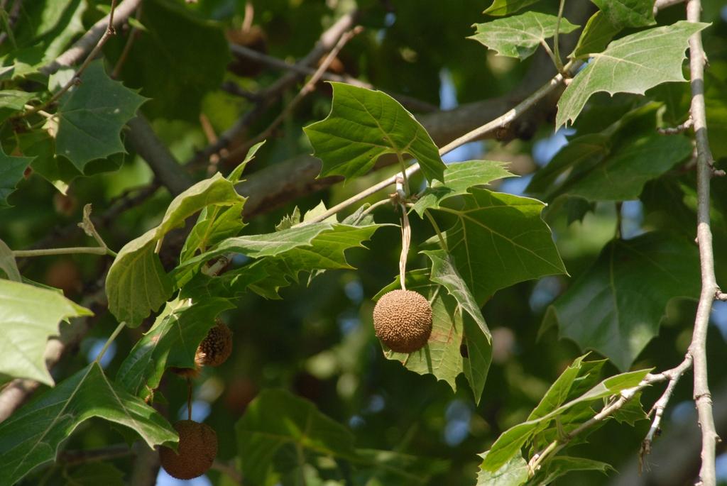 Platanus Occidentalis - View 8 from www redcrocus com