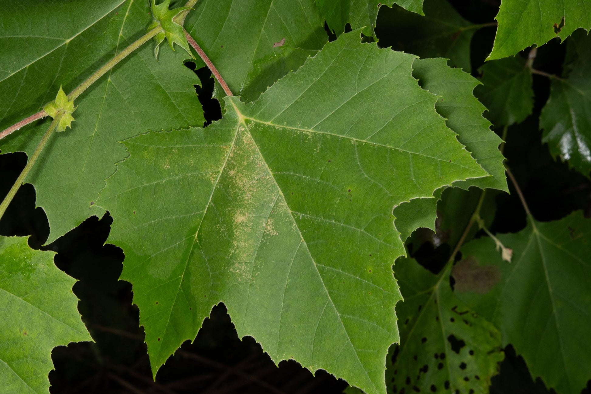 Platanus Occidentalis - View 9 from www redcrocus com