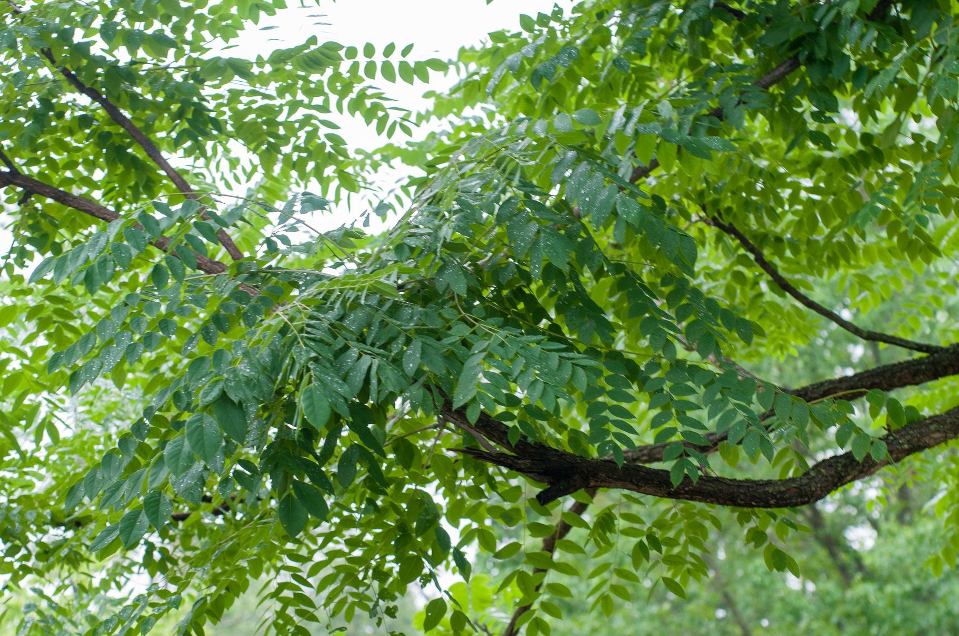 Gymnocladus Dioicus - View 4 from www redcrocus com