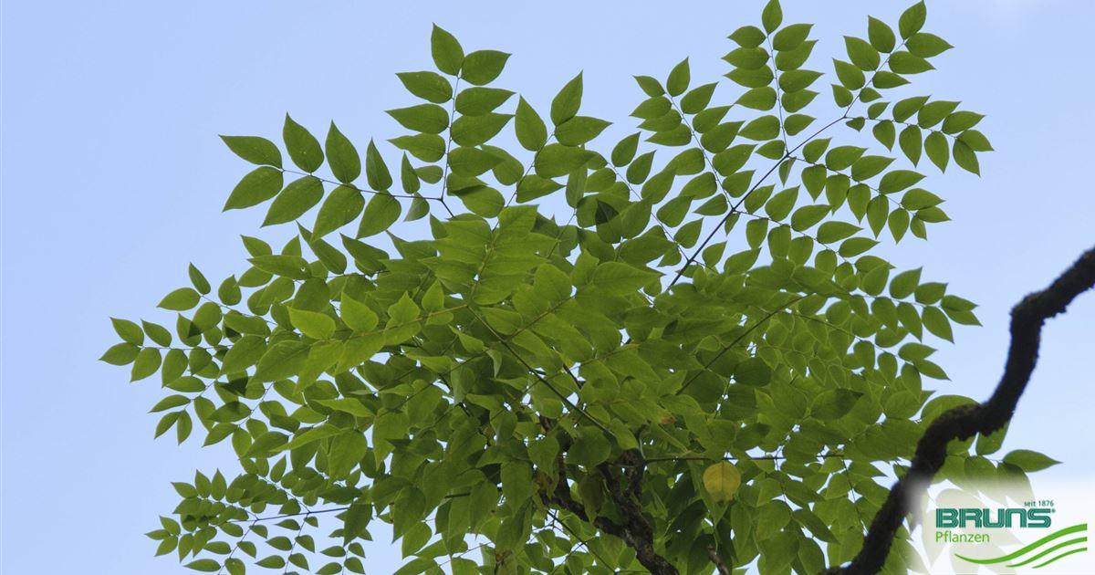 Gymnocladus Dioicus - View 14 from www redcrocus com