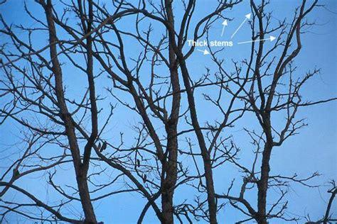 Gymnocladus Dioicus - View 1 from www redcrocus com