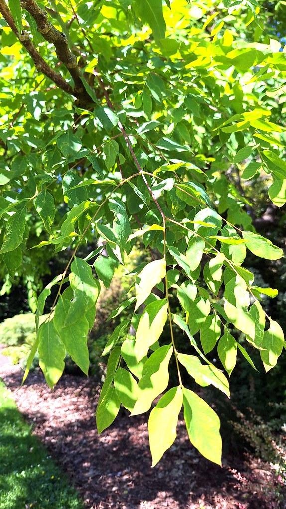 Gymnocladus Dioicus - View 24 from www redcrocus com