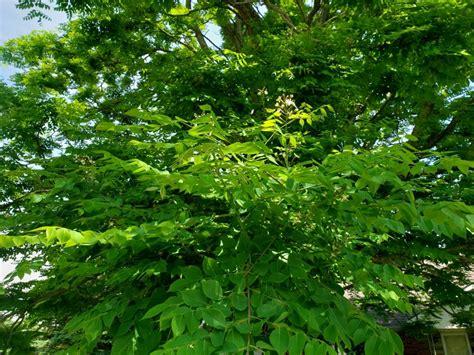 Gymnocladus Dioicus - View 2 from www redcrocus com