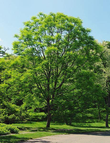 Gymnocladus Dioicus - View 4 from www redcrocus com