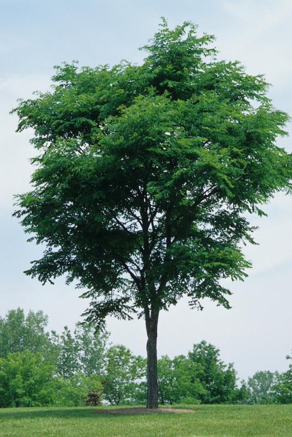 Gymnocladus Dioicus - View 5 from www redcrocus com