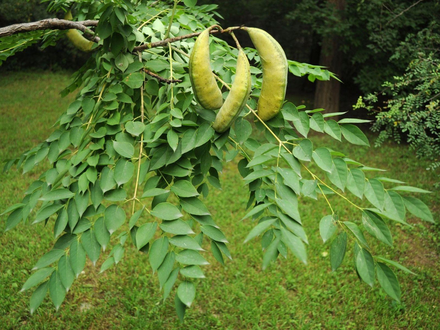 Gymnocladus Dioicus - View 7 from www redcrocus com