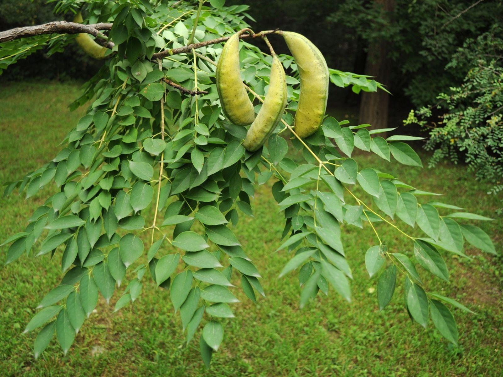Gymnocladus Dioicus - View 7 from www redcrocus com
