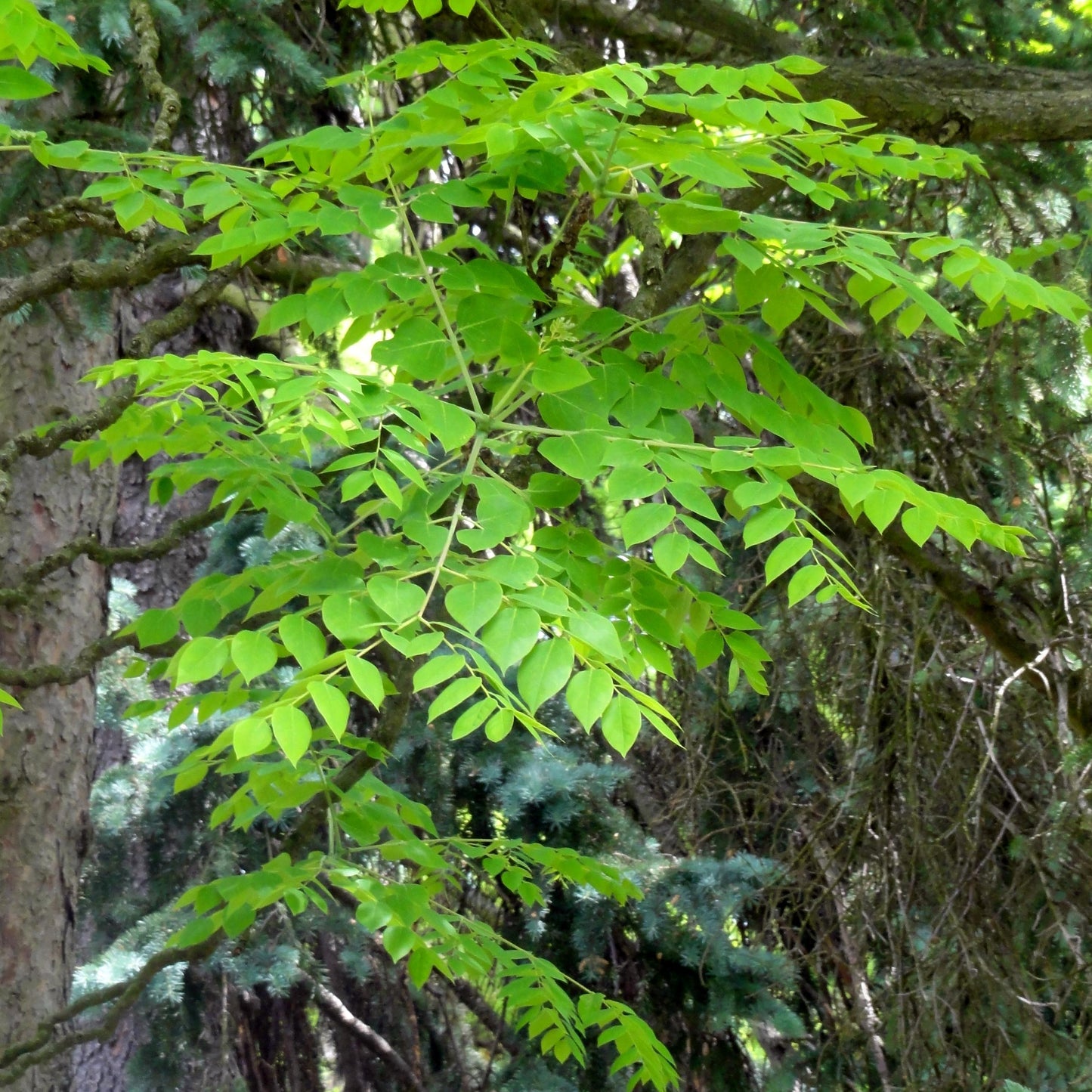 Gymnocladus Dioicus - View 8 from www redcrocus com