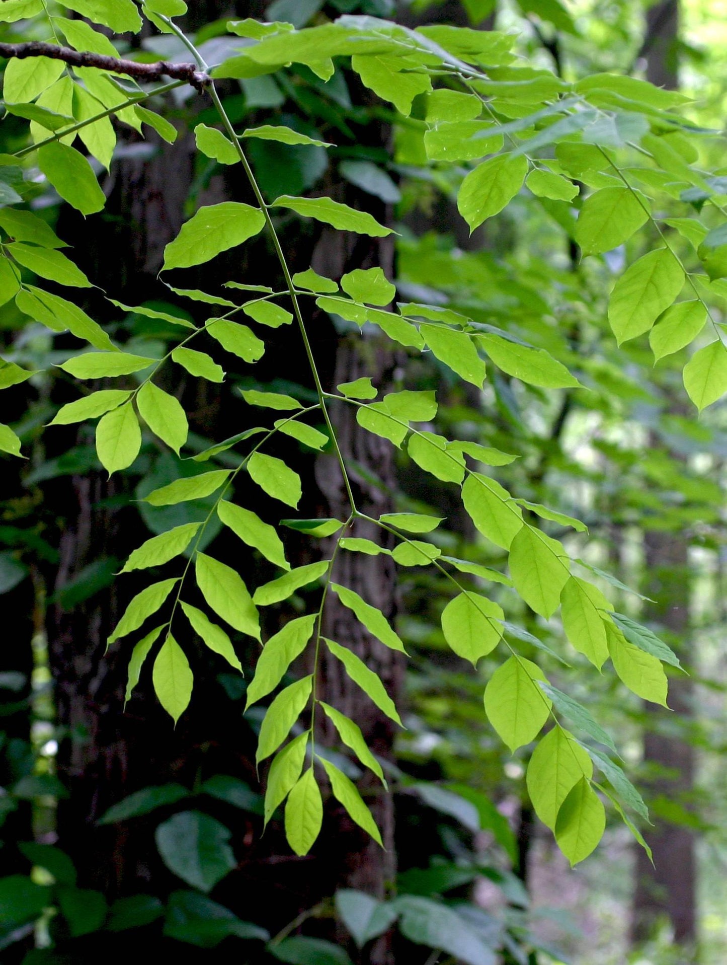 Gymnocladus Dioicus - View 9 from www redcrocus com