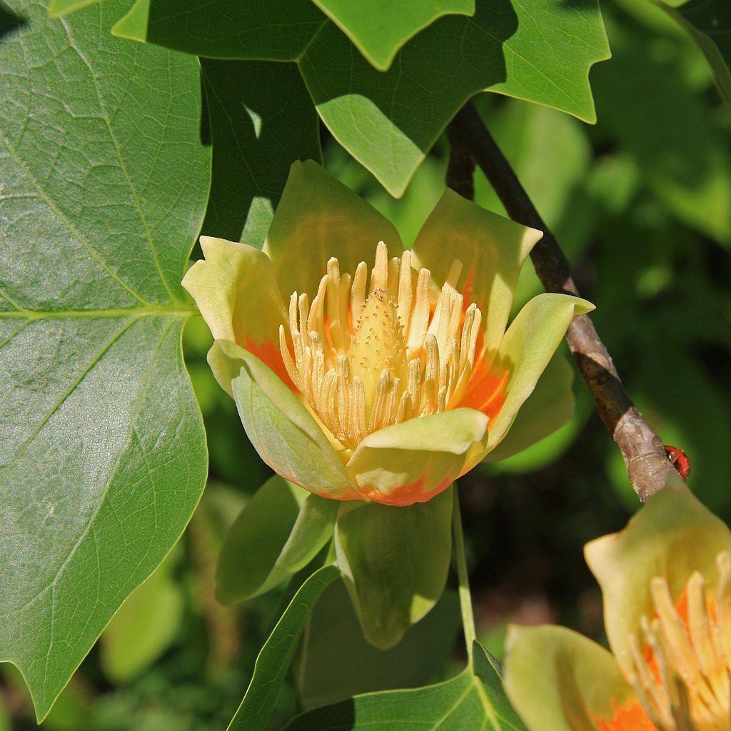 Liriodendron Tulipifera 'emerald City' - View 16 from www redcrocus com