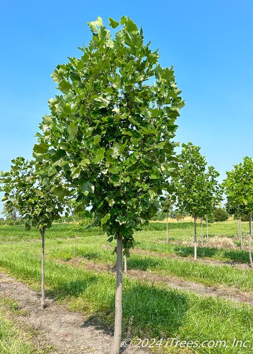 Liriodendron Tulipifera 'emerald City' - View 18 from www redcrocus com